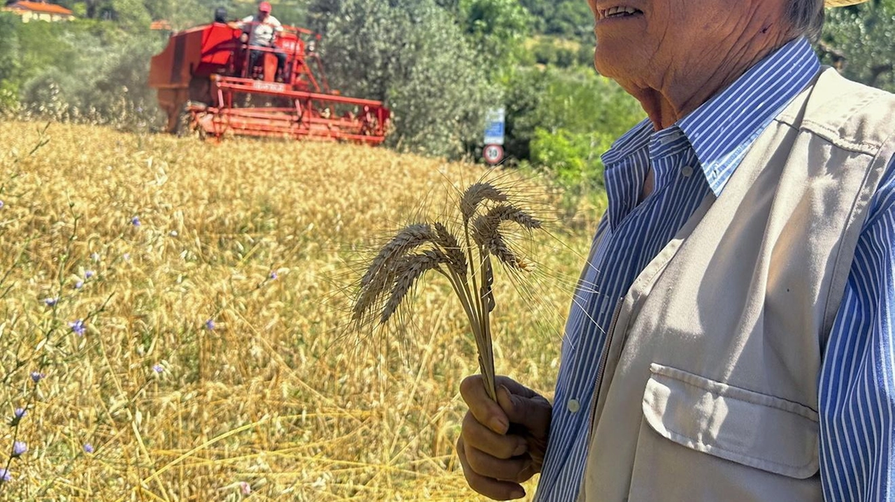 La produzione di grano e cereali in provincia di Pisa è in sofferenza a causa del prezzo di vendita troppo basso La produzione di grano e cereali in provincia di Pisa è in sofferenza a causa del prezzo di vendita troppo basso