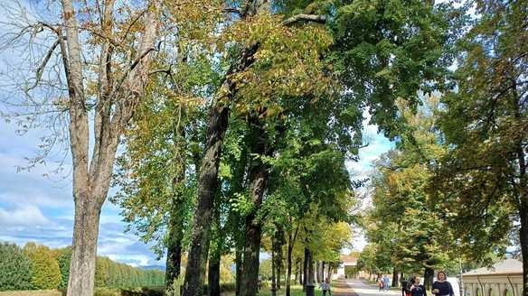 Firmata l’ordinanza per l’abbattimento di 2 alberi malati e pericolosi sulle Mura. In particolare a seguito alla relazione dell’agronomo Massimiliano... Firmata l’ordinanza per l’abbattimento di 2 alberi malati e pericolosi sulle Mura. In particolare a seguito alla relazione dell’agronomo Massimiliano...
