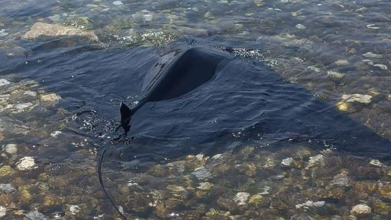 Il "diavolo di mare", dall’apertura alare di circa due metri, disorientata è finita contro le dighe. Primi soccorsi fai da te e l’arrivo della guardia costiera. Il "diavolo di mare", dall’apertura alare di circa due metri, disorientata è finita contro le dighe. Primi soccorsi fai da te e l’arrivo della guardia costiera.