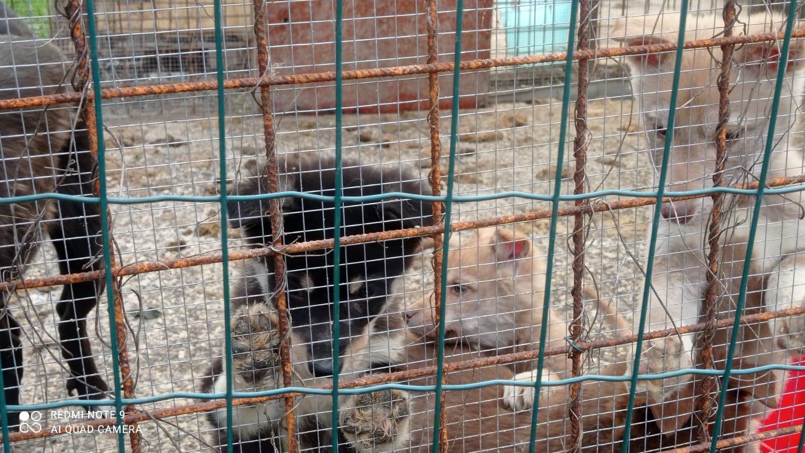 “Cani trattati senza alcun rispetto”, le associazioni vanno in Procura “Cani trattati senza alcun rispetto”, le associazioni vanno in Procura