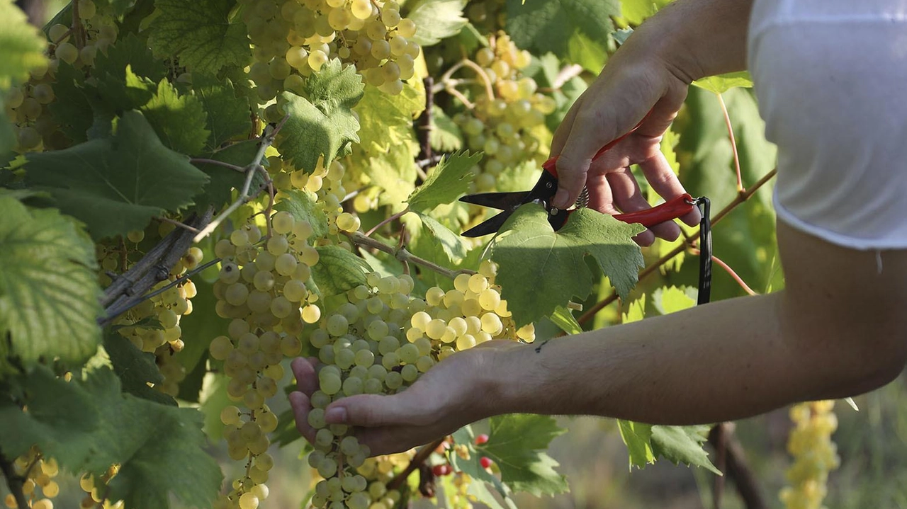 A distanza di una settimana, nuovo annuncio dell’Ispettorato del lavoro sulla presenza di numeri casi irregolari nelle aziende agricole per la vendemmia A distanza di una settimana, nuovo annuncio dell’Ispettorato del lavoro sulla presenza di numeri casi irregolari nelle aziende agricole per la vendemmia