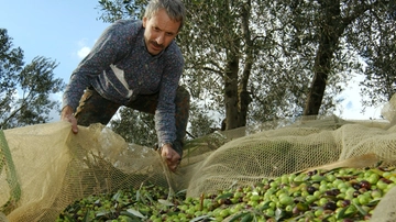 L’oro verde di Toscana: la qualità dell’olio è eccellente ma la resa è bassa e i costi alti