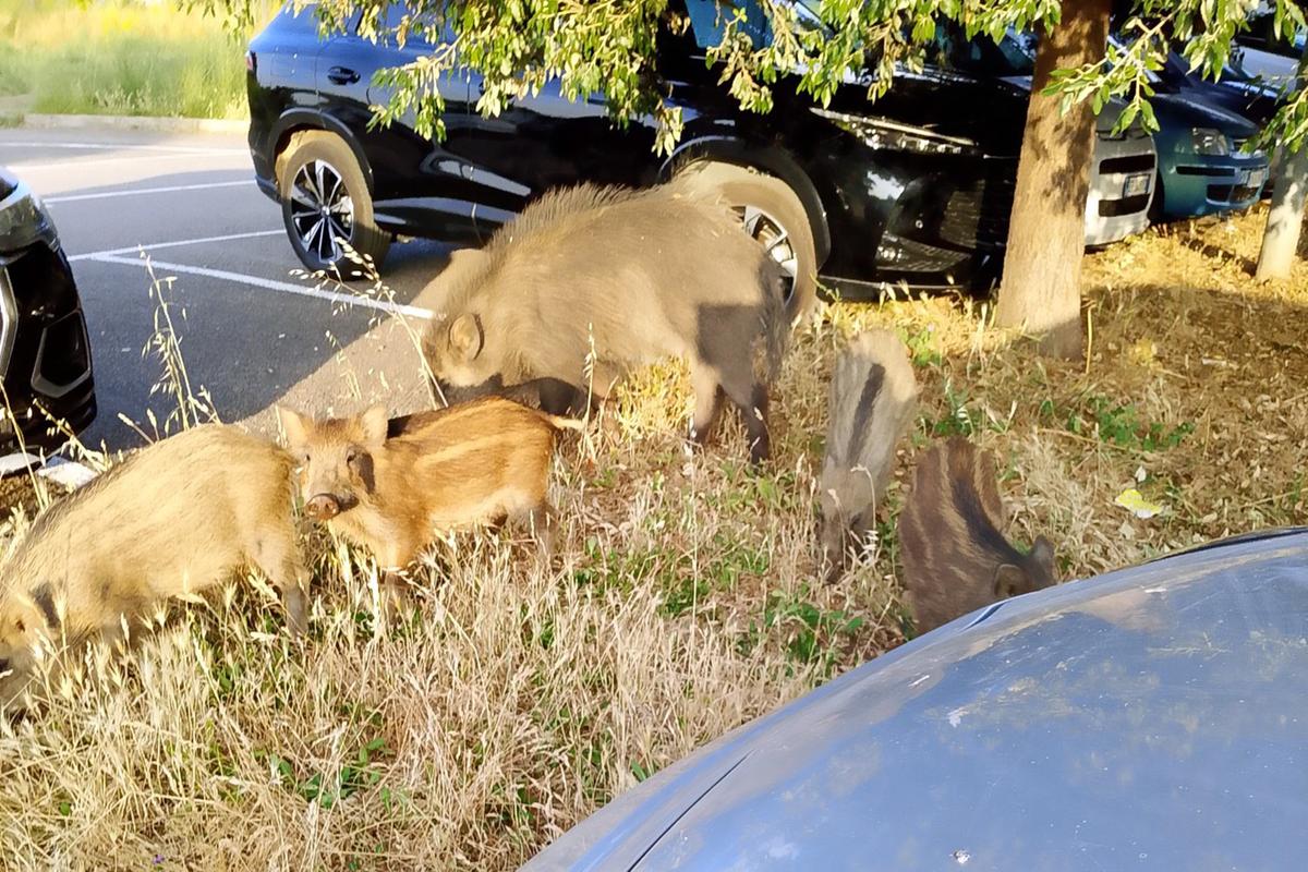 Follonica, cinghiali avvistati più volte in città. “Anche al cinema all’aperto”