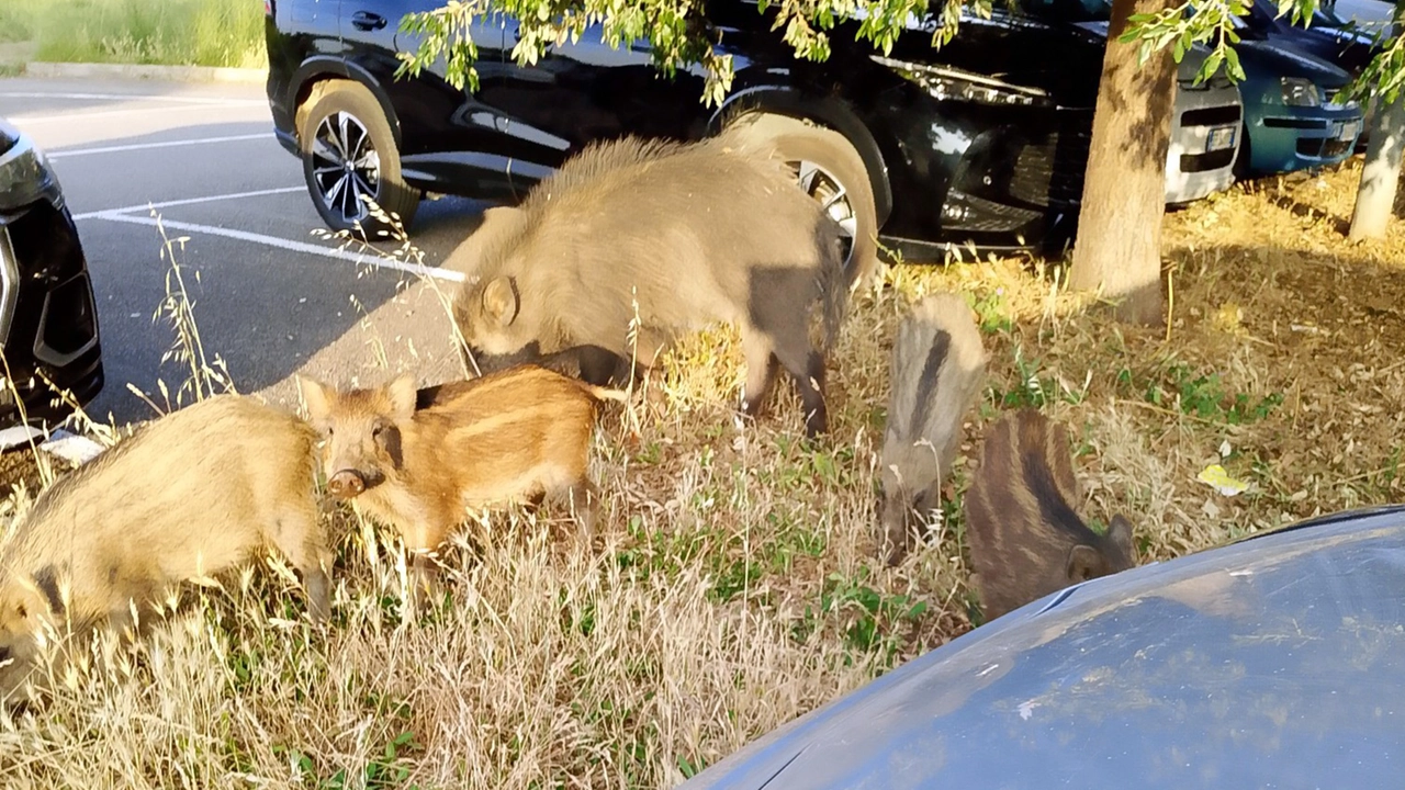 O grupo de javalis selvagens visto nos últimos dias em Via Golino em Follonica, depois também perto do cinema ao ar livre