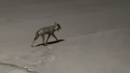 Il lupo a passeggio per Pistoia Il lupo a passeggio per Pistoia