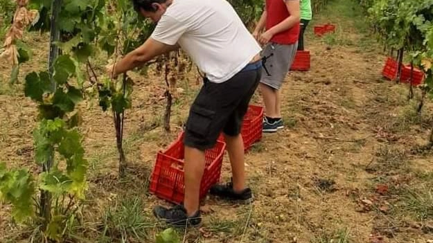 In questi giorni è in corso la seconda vendemmia del vino Prezioso In questi giorni è in corso la seconda vendemmia del vino Prezioso
