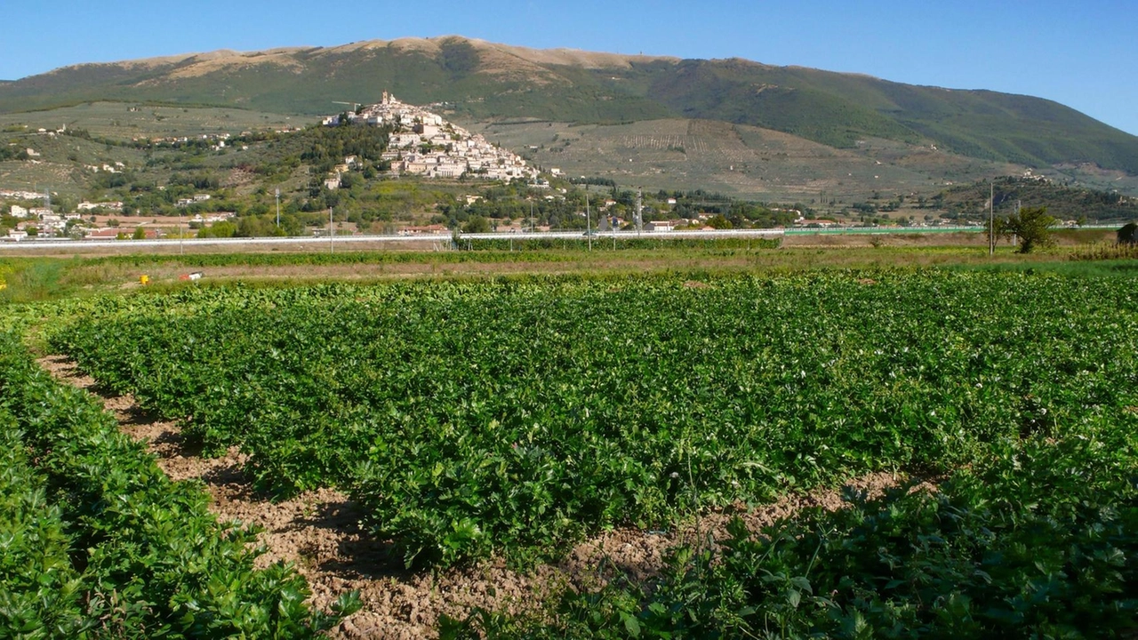 TREVI Oggi “l’incartamento del Sedano nero“. "Una giornata Slow Food tra natura, tradizione e gusto – spiegano gli organizzatori... TREVI Oggi “l’incartamento del Sedano nero“. "Una giornata Slow Food tra natura, tradizione e gusto – spiegano gli organizzatori...