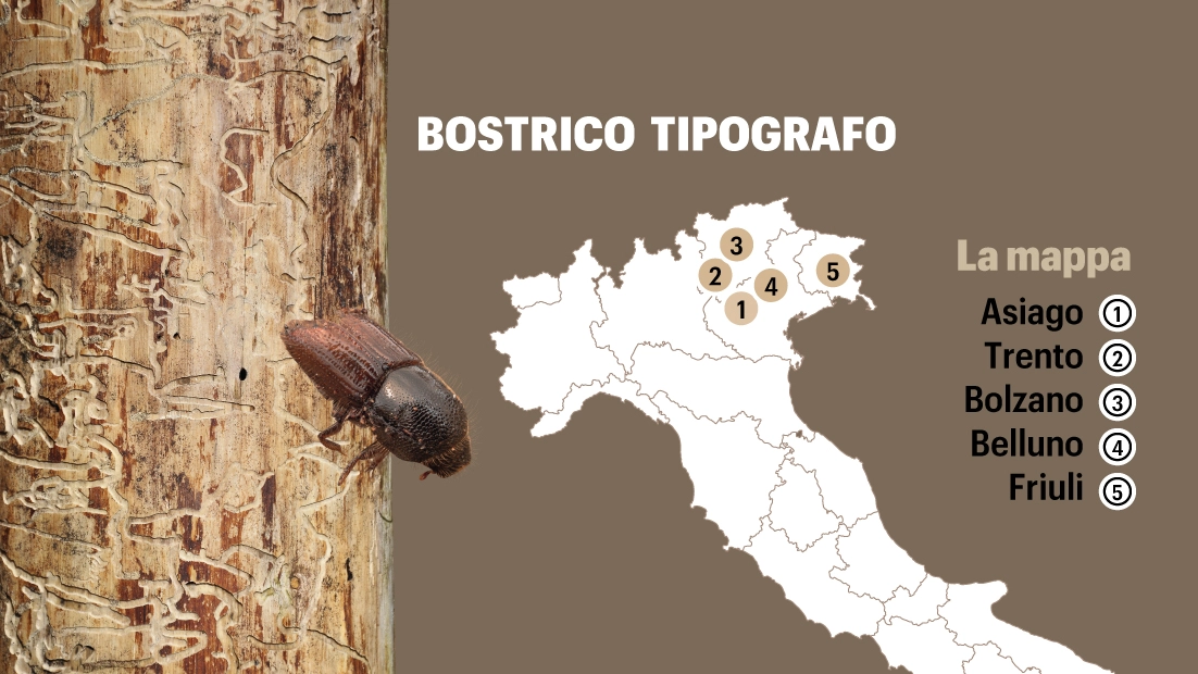 Bostrico tipografo, la mappa della diffusione