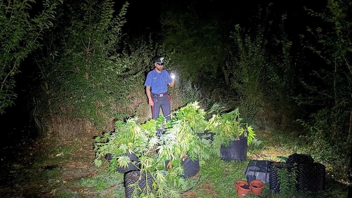 Le piante di mariijuana recuperate dai carabinieri Le piante di mariijuana recuperate dai carabinieri