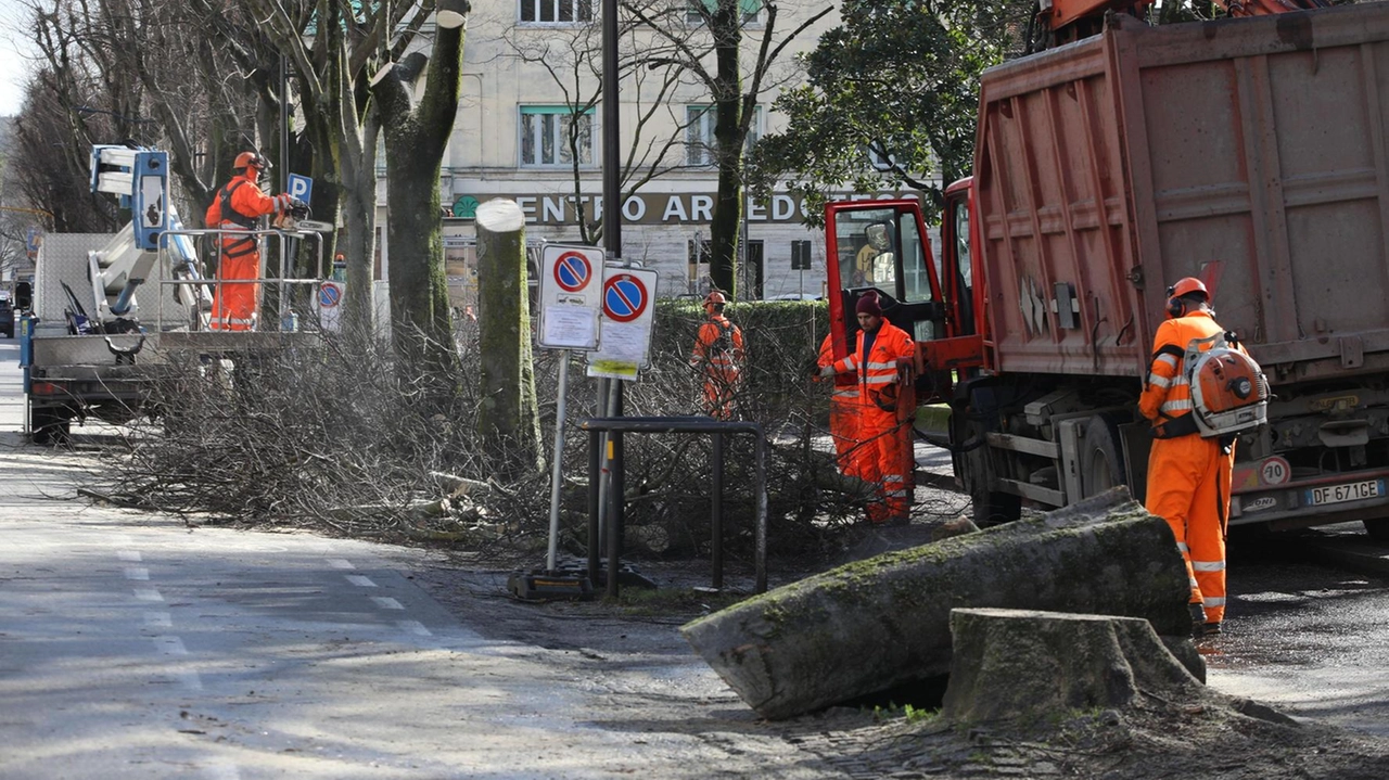 Gli abbattimenti del filare di dieci storici alberi sul viale Giannotti, davanti a piazza Elia Dalla Costa, dove sorgerà la fermata Bandino Gli abbattimenti del filare di dieci storici alberi sul viale Giannotti, davanti a piazza Elia Dalla Costa, dove sorgerà la fermata Bandino