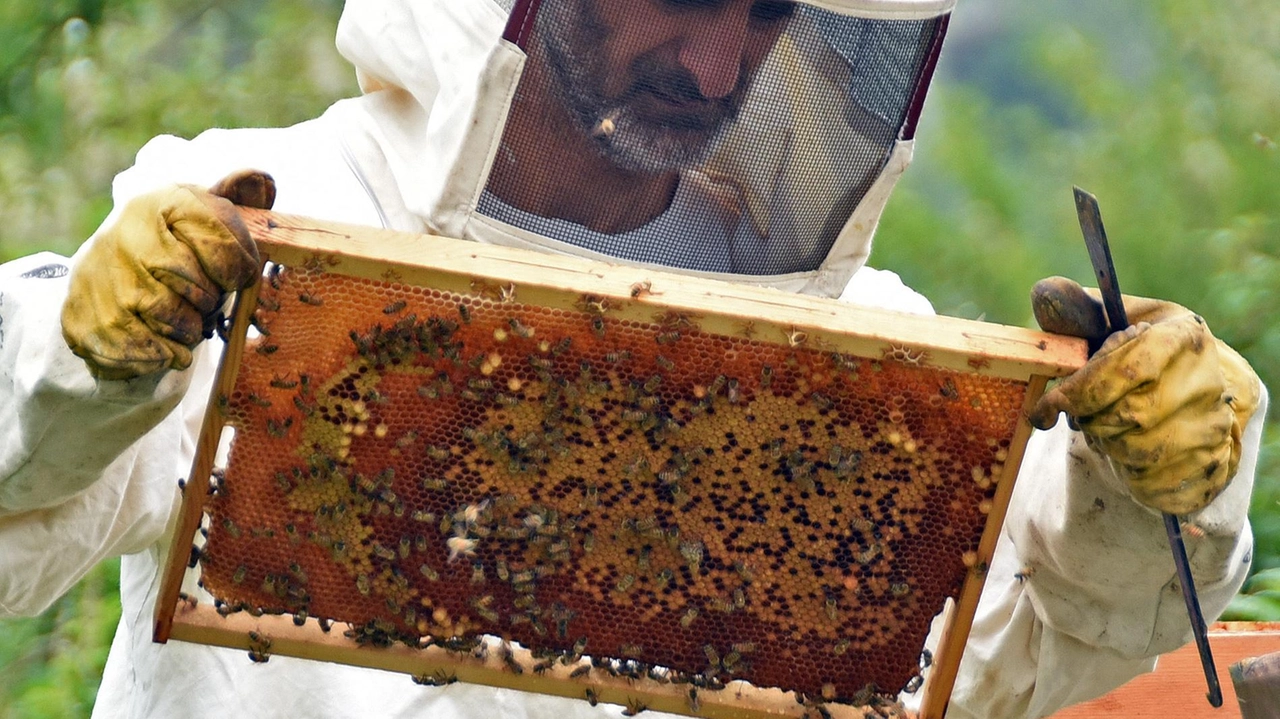 Bancarel’Miele vuole essere un appuntamento annuale. Il weekend del 20 e 21 settembre offrirà un ricco calendario di attività (foto d’archivio) Bancarel’Miele vuole essere un appuntamento annuale. Il weekend del 20 e 21 settembre offrirà un ricco calendario di attività (foto d’archivio)