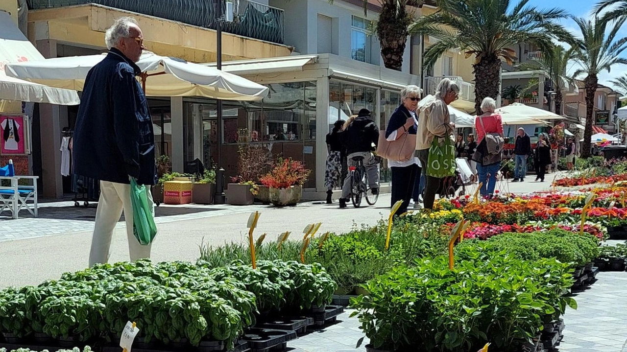 La tradizionale mostra-mercato «Marina in fiore» tornerà a Tonfano dall’1° al 3 maggio nel centro di Tonfano per salutare ufficialmente l’avvio della bella stagione e dare il benvenuto ai primi turisti attesi in zona sul nostro territorio