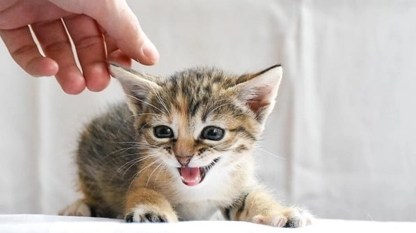 Animali nel condominio: ecco tutto quello che c'è da sapere Animali nel condominio: ecco tutto quello che c'è da sapere