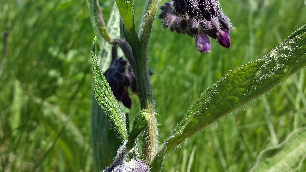 Il Symphytum tanaicense: ancora presente nel Parco, rischia l’estinzione