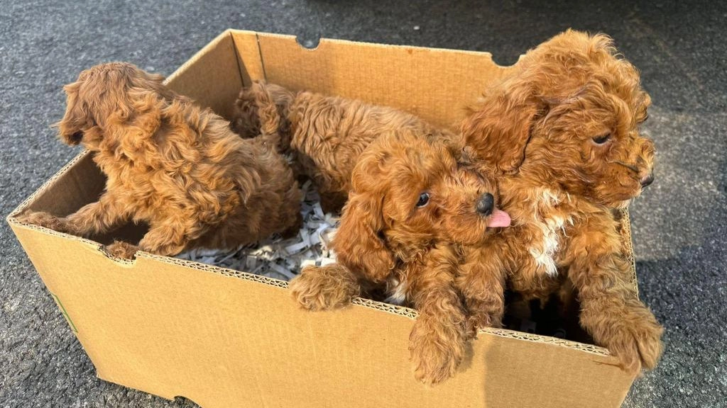 La tratta dei cuccioli. Barboncini prigionieri nel furgone tra la merce. In viaggio dalla Romania