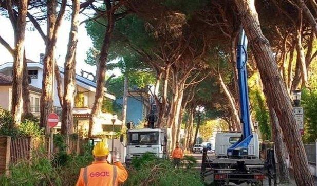 Alberi, operazione sicurezza. Il Comune chiude viale Marconi: "Sono pericolanti, vanno abbattuti"