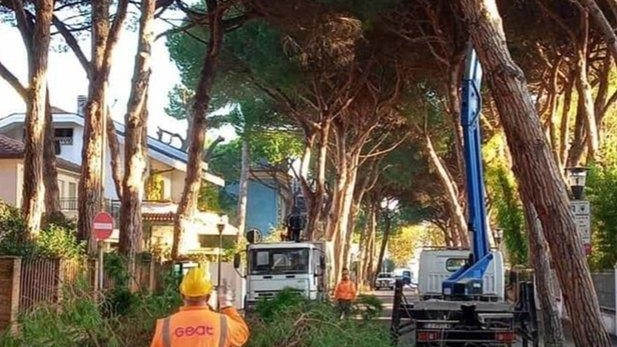 Come annunciato, il Comune intende sostituire le piante che saranno abbattute nel corso di questo intervento