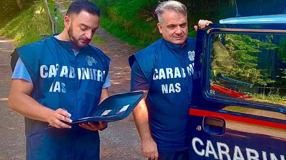 Controlli dei Nas negli stabilimenti balneari. Nel pomeriggio del 28 agosto, i carabinieri del Nas di Livorno, nell’ambito dell’operazione "Estate... Controlli dei Nas negli stabilimenti balneari. Nel pomeriggio del 28 agosto, i carabinieri del Nas di Livorno, nell’ambito dell’operazione "Estate...