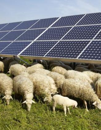 https://www.lanazione.it/image-service/view/acePublic/alias/contentid/ZTQ3ZWE5OTEtYWMwZi00/0/agrivoltaico-da-160-ettari-sorano-progetto-pronto-disponibili-a-dialogare-con-le-amministrazioni.jpeg?f=1.90:1&h=630