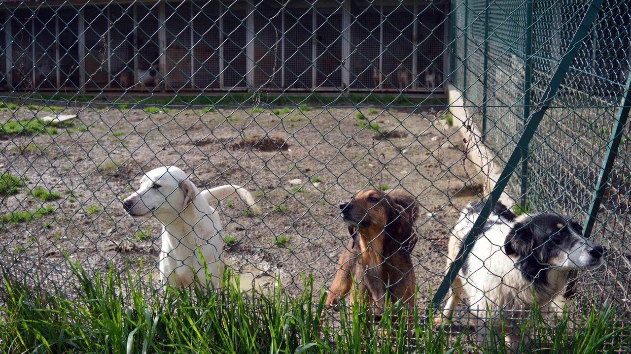 Interventi sui box degli animali e sull’area verde circostante Interventi sui box degli animali e sull’area verde circostante