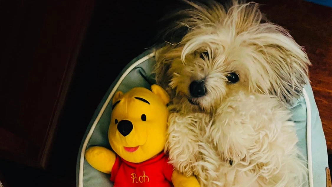 Il cucciolo Anna con uno dei suoi pupazzi con i quali amava giocare Il cucciolo Anna con uno dei suoi pupazzi con i quali amava giocare