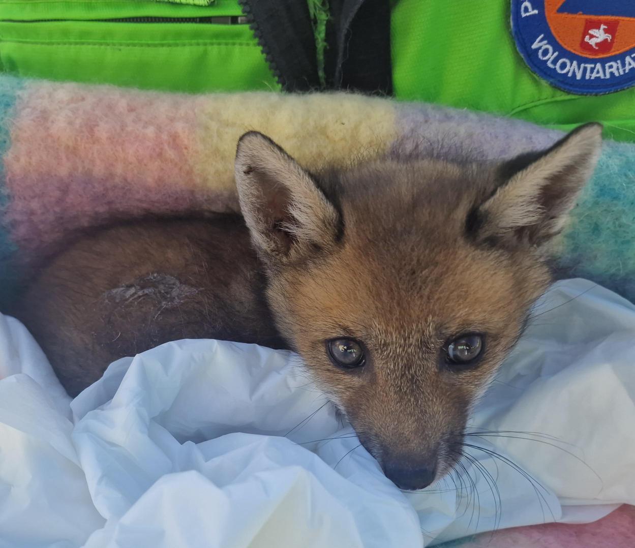 Anpana, boom di recuperi. Oltre 100 animali in salvo Anpana, boom di recuperi. Oltre 100 animali in salvo