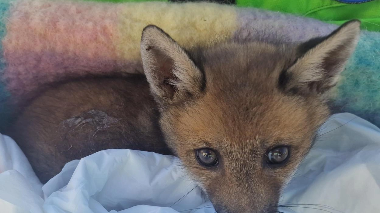 Un cucciolo di volpe recuperato dai volontari di Anpana Lucca Un cucciolo di volpe recuperato dai volontari di Anpana Lucca