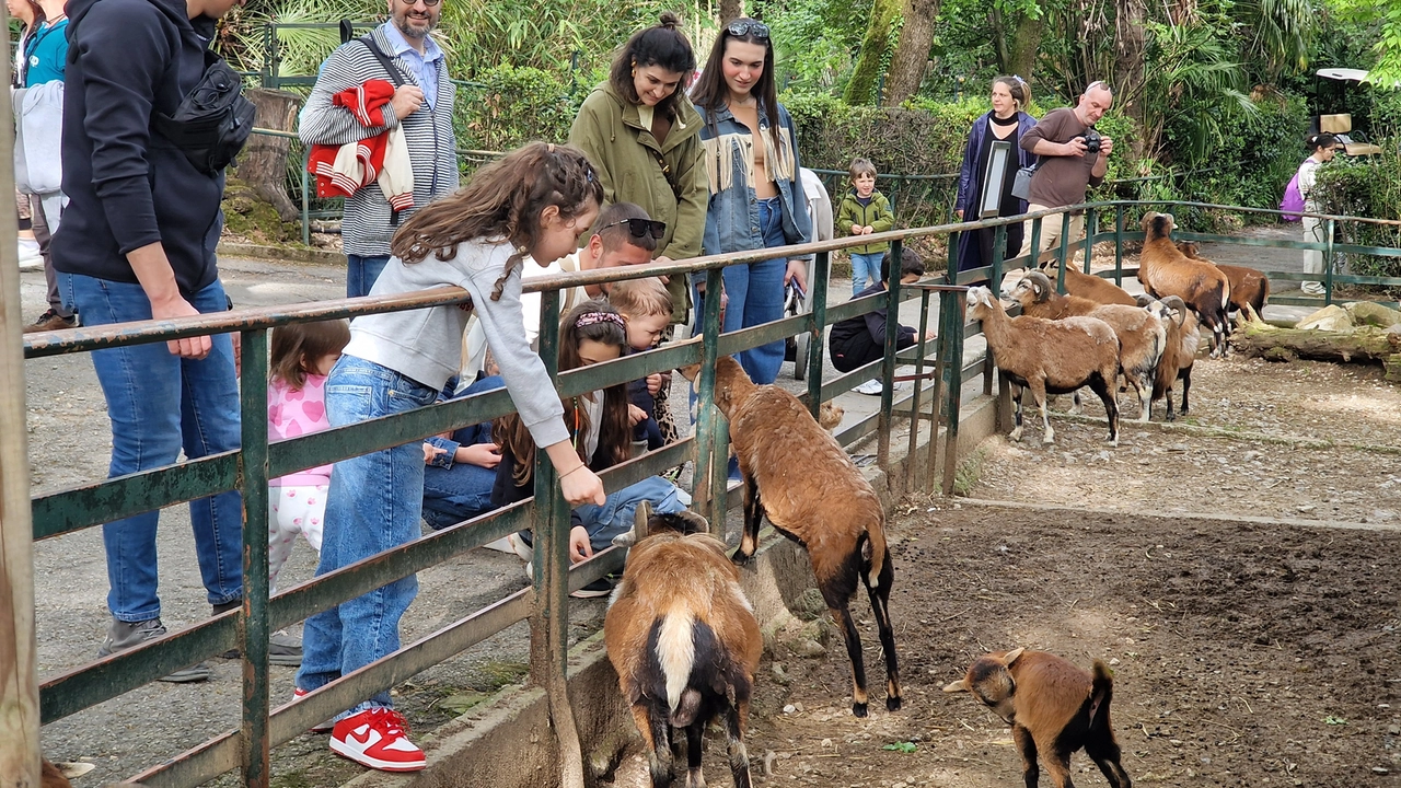 Il Giardino Zoologico di Pistoia fa il pieno. Nuove specie e tanti visitatori: “Proposte innovative per tutti”