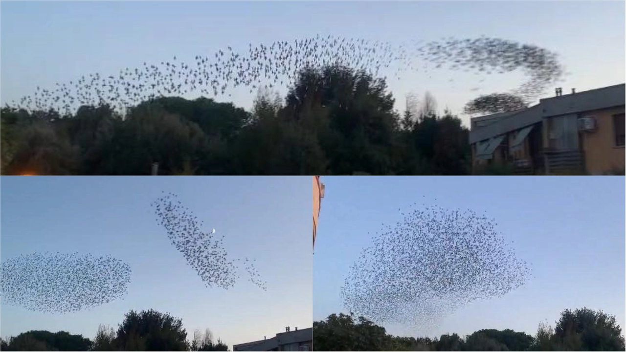 Viareggio, spettacolare coreografia degli storni sopra le case