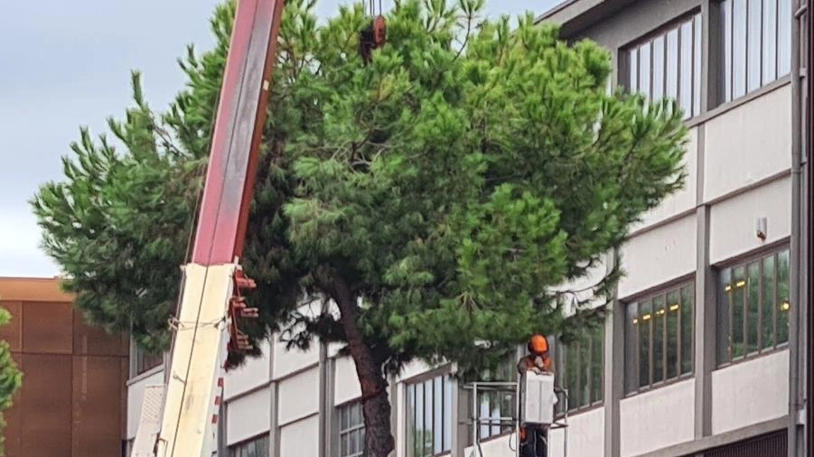 L'ambientalista Riccardo Canesi denuncia l'abbattimento di pini sani a Carrara per un progetto portuale, criticando l'assenza di attenzione al verde urbano da parte delle autorità locali. L'ambientalista Riccardo Canesi denuncia l'abbattimento di pini sani a Carrara per un progetto portuale, criticando l'assenza di attenzione al verde urbano da parte delle autorità locali.