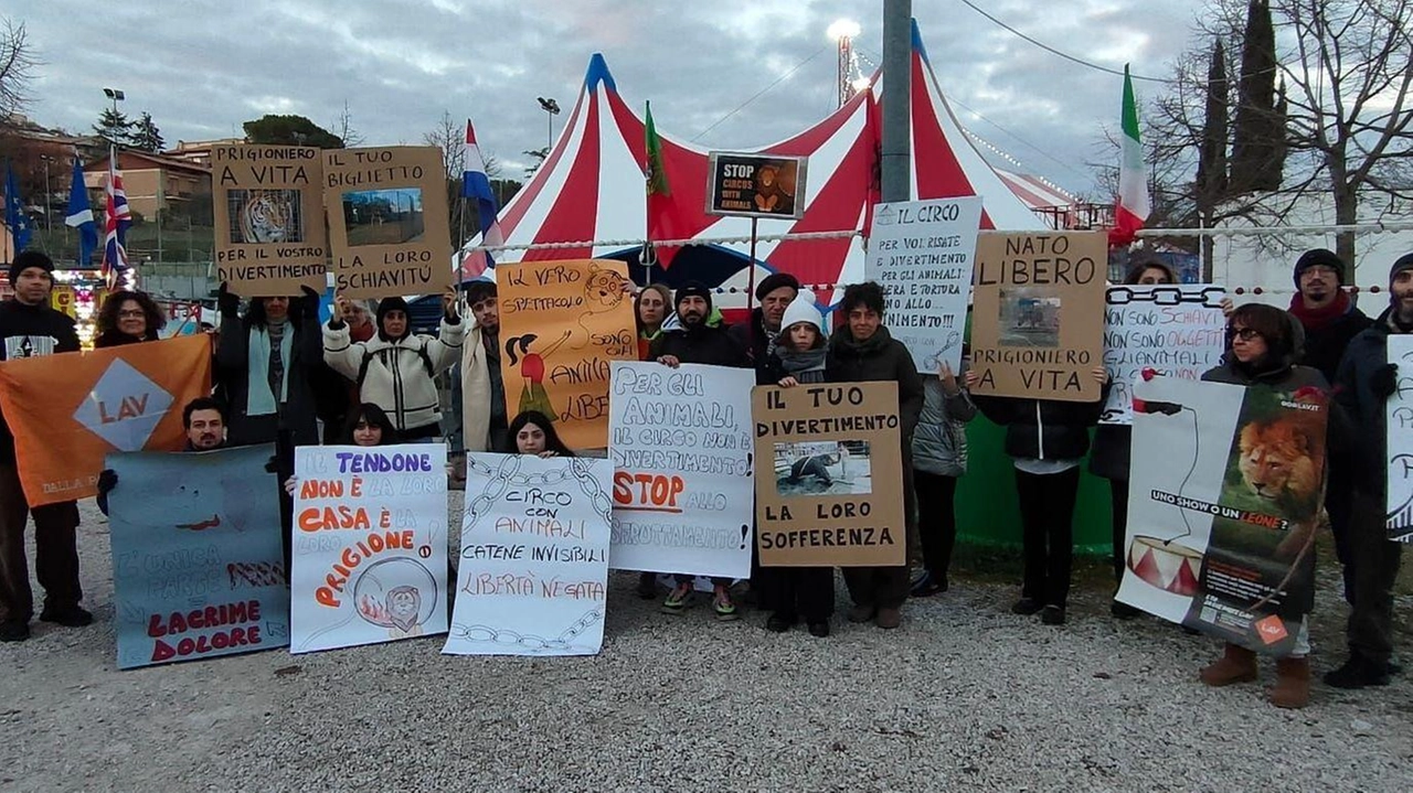 "Prigioniero a vita per il vostro divertimento". Ed ancora: "Tendone non è casa. E’ prigione“; "Il tuo divertimento, la loro... "Prigioniero a vita per il vostro divertimento". Ed ancora: "Tendone non è casa. E’ prigione“; "Il tuo divertimento, la loro...