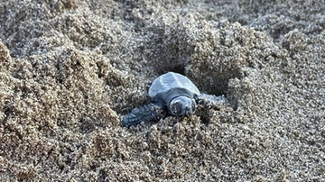 Mare sempre più caldo, le tartarughe caretta caretta si spostano verso nord. Gli esperti: “Un segnale d’allarme”