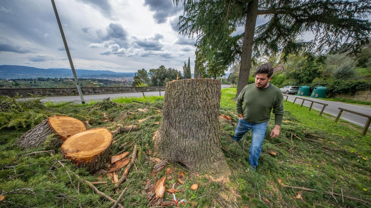 Sono iniziati a Fiesole tagli mirati