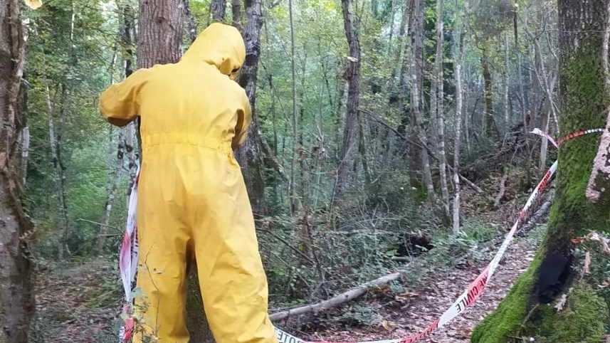 L’intervento dei vigili del fuoco che hanno rimosso il grosso nido fatto dai calabroni nel tronco di un albero nei pressi del bacino di Montachiello L’intervento dei vigili del fuoco che hanno rimosso il grosso nido fatto dai calabroni nel tronco di un albero nei pressi del bacino di Montachiello
