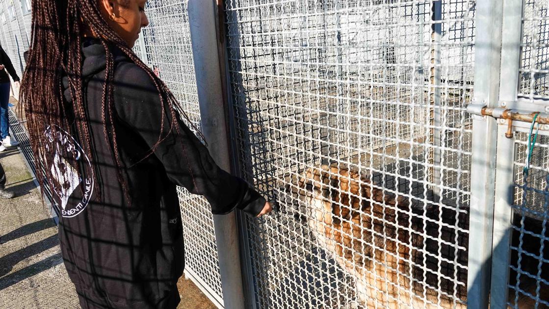 Vita da cani tra mancate adozioni e abbandoni. Volontari in prima linea