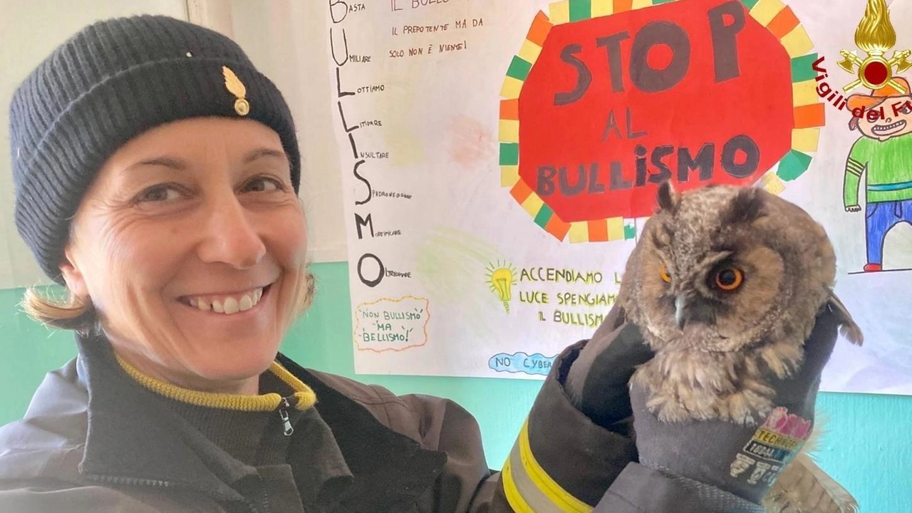 Il piccolo rapace che è stato liberato ieri mattina dai vigili del fuoco di Grosseto Il piccolo rapace che è stato liberato ieri mattina dai vigili del fuoco di Grosseto