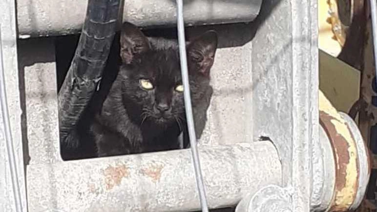 Una delle gatte dentro il cantiere Una delle gatte dentro il cantiere