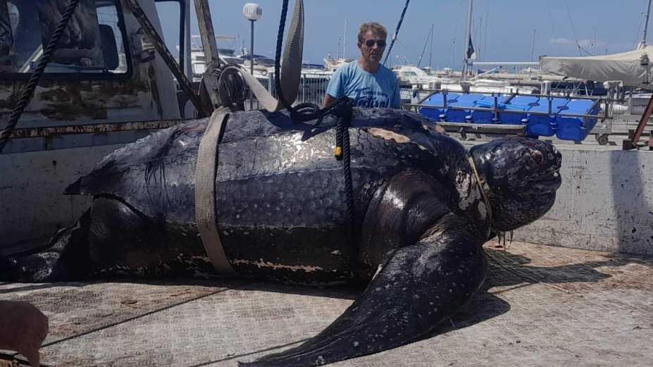 Il maestoso esemplare di tartaruga adagiato sul furgone del Wwf di Viareggio Il maestoso esemplare di tartaruga adagiato sul furgone del Wwf di Viareggio