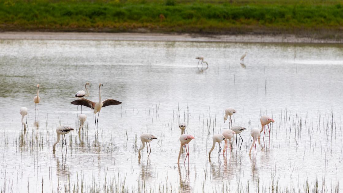 Fenicotteri nel Padule di Fucecchio, la colonia di trampolieri è arrivata alla Cavallaia