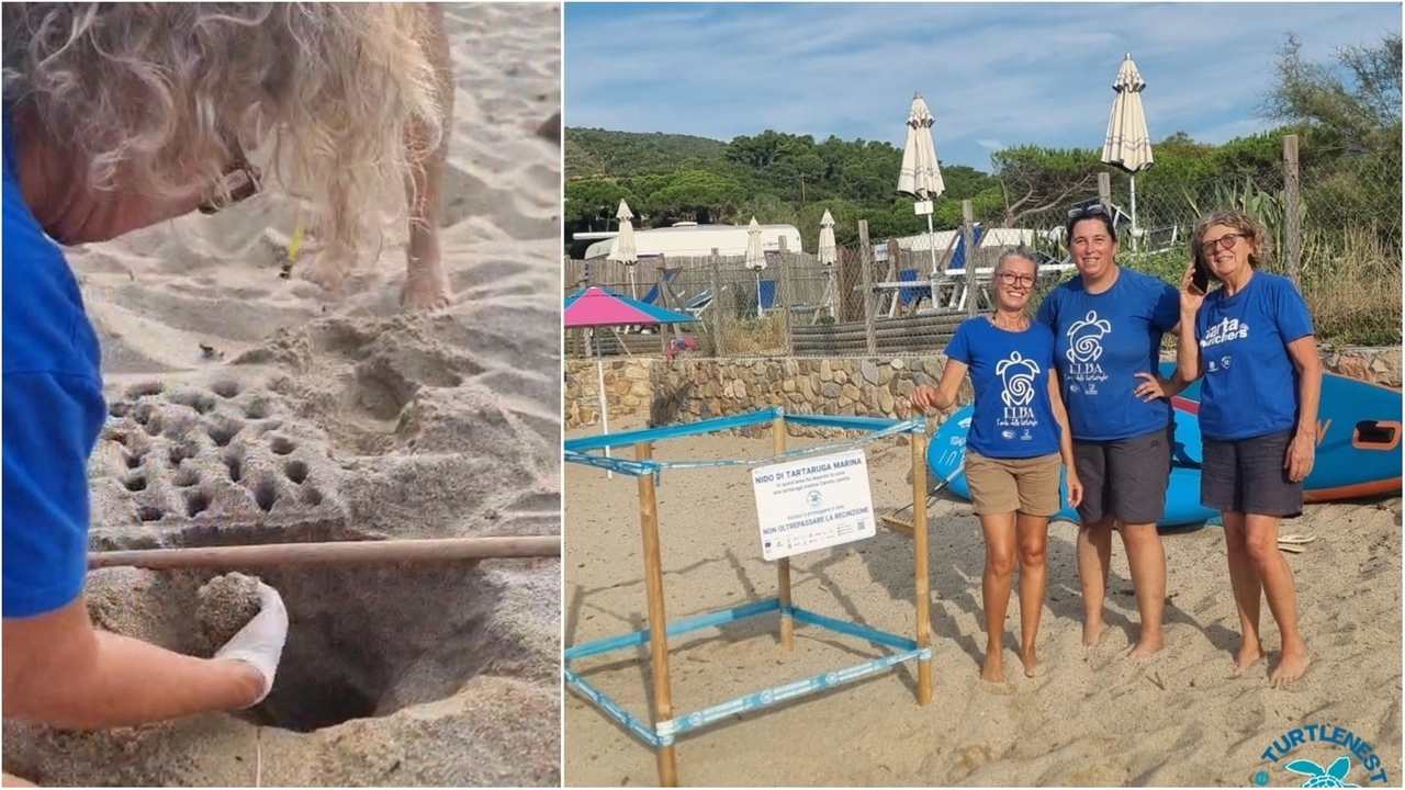Tartarughe, tra Elba e Maremma tutti aspettano le schiuse