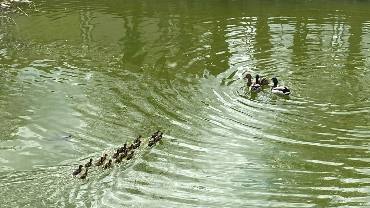 I piccoli sono stati catturati dagli operatori per poi essere liberati nel vicino laghetto dove li stava attendendo la madre (Foto vigili del fuoco)