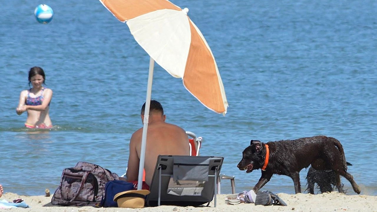 I cani, anche di grossa taglia, che hanno “conquistato“ le coste del Grossetano. La polemica si fa sempre più viva tra i visitatori I cani, anche di grossa taglia, che hanno “conquistato“ le coste del Grossetano. La polemica si fa sempre più viva tra i visitatori