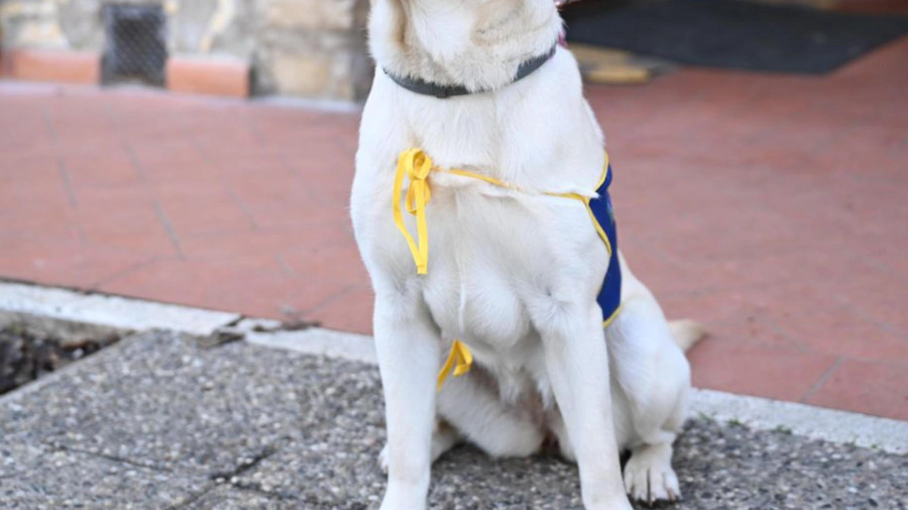 I cani si terrorizzano a capodanno I cani si terrorizzano a capodanno