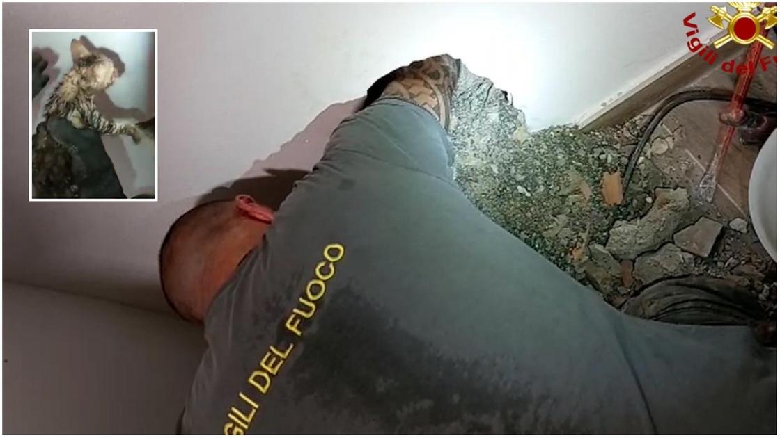 Pelago, i vigili del fuoco salvano un gattino incastrato in un tubo: ora si chiama proprio “Tubo” Pelago, i vigili del fuoco salvano un gattino incastrato in un tubo: ora si chiama proprio “Tubo”