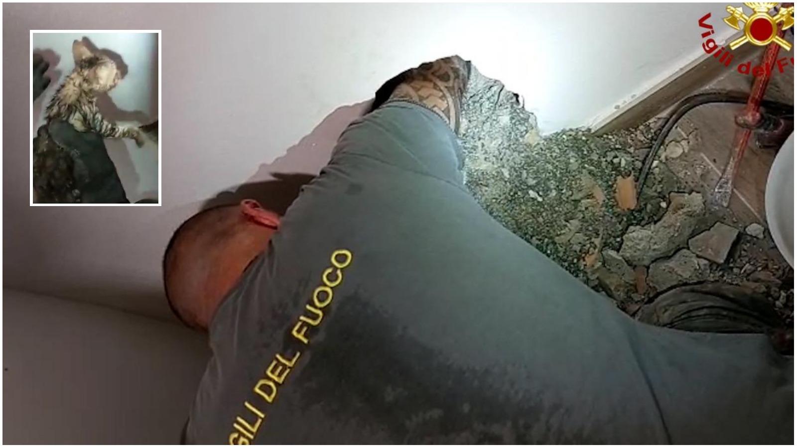Pelago, i vigili del fuoco salvano un gattino incastrato in un tubo: ora si chiama proprio “Tubo”