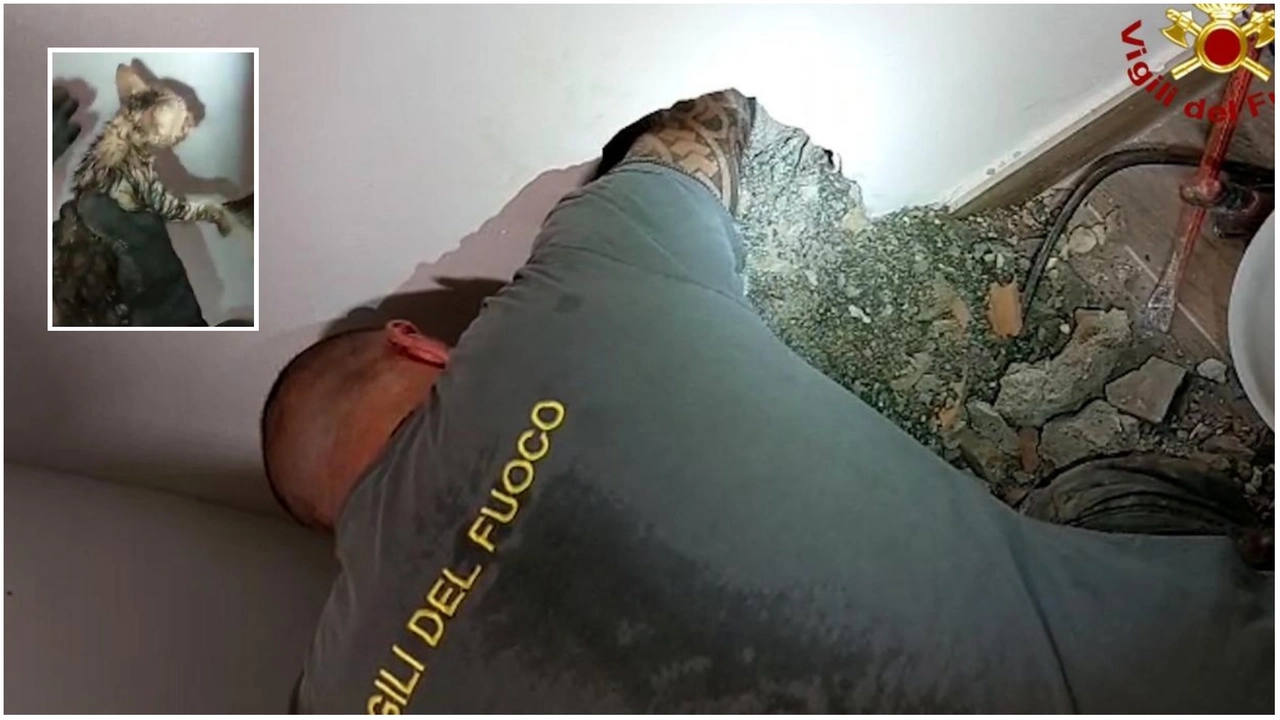 Pelago, i vigili del fuoco salvano un gattino incastrato in un tubo: ora si chiama proprio “Tubo”