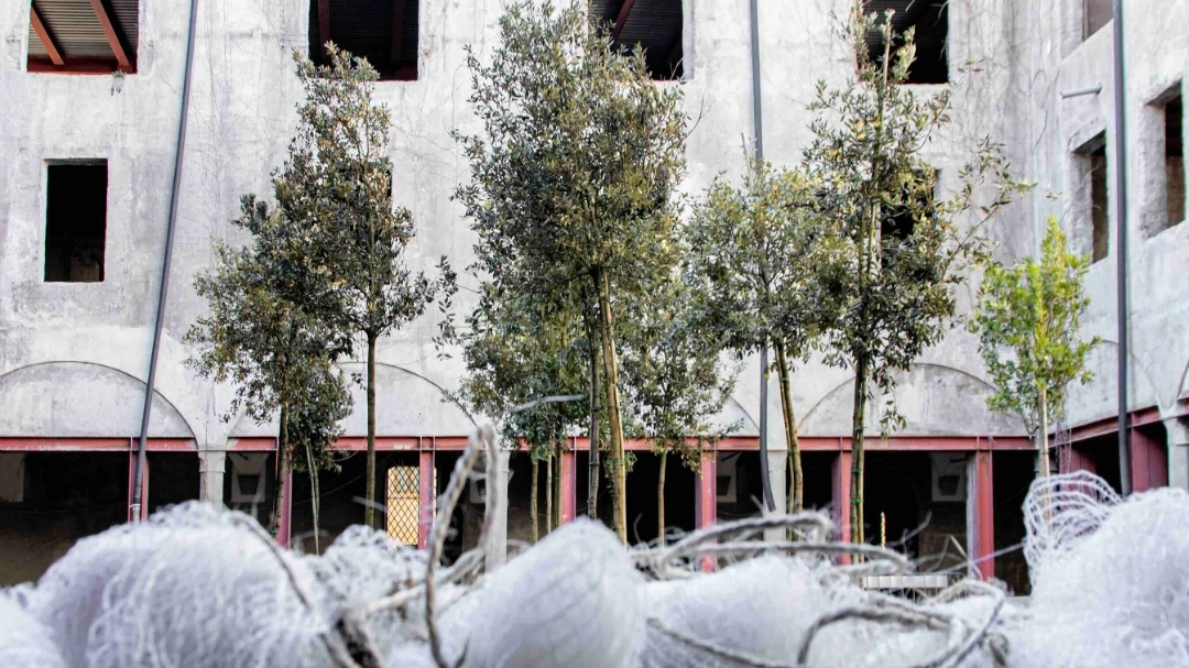 Firenze, la foresta che attraverserà l’Europa parte dal chiostro del museo Sant’Orsola Firenze, la foresta che attraverserà l’Europa parte dal chiostro del museo Sant’Orsola