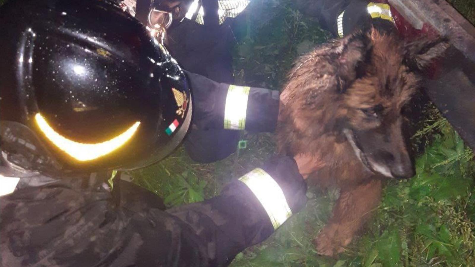 https://www.lanazione.it/image-service/view/acePublic/alias/contentid/ZTk0ZDY5YjktYTgxZC00/0/il-cane-salvato-dai-pompieri.jpeg