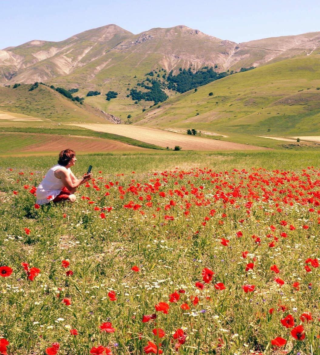 Castelluccio di Norcia senza fioritura. Il caldo fuori stagione spegne la magia dei colori