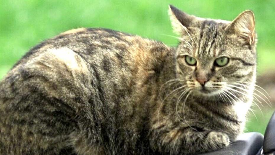 Orrore in via Bellaria. Trovato gatto impiccato. È caccia al responsabile Orrore in via Bellaria. Trovato gatto impiccato. È caccia al responsabile